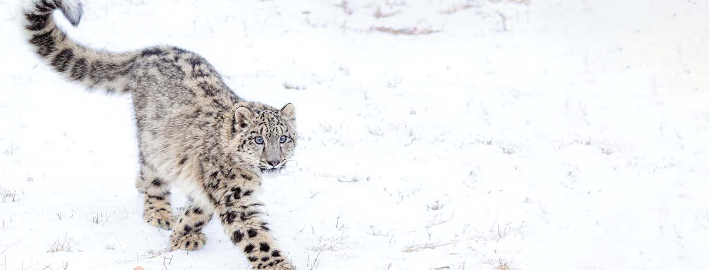 Venturing into the Wilds to Hunt the Elusive Snow Leopard